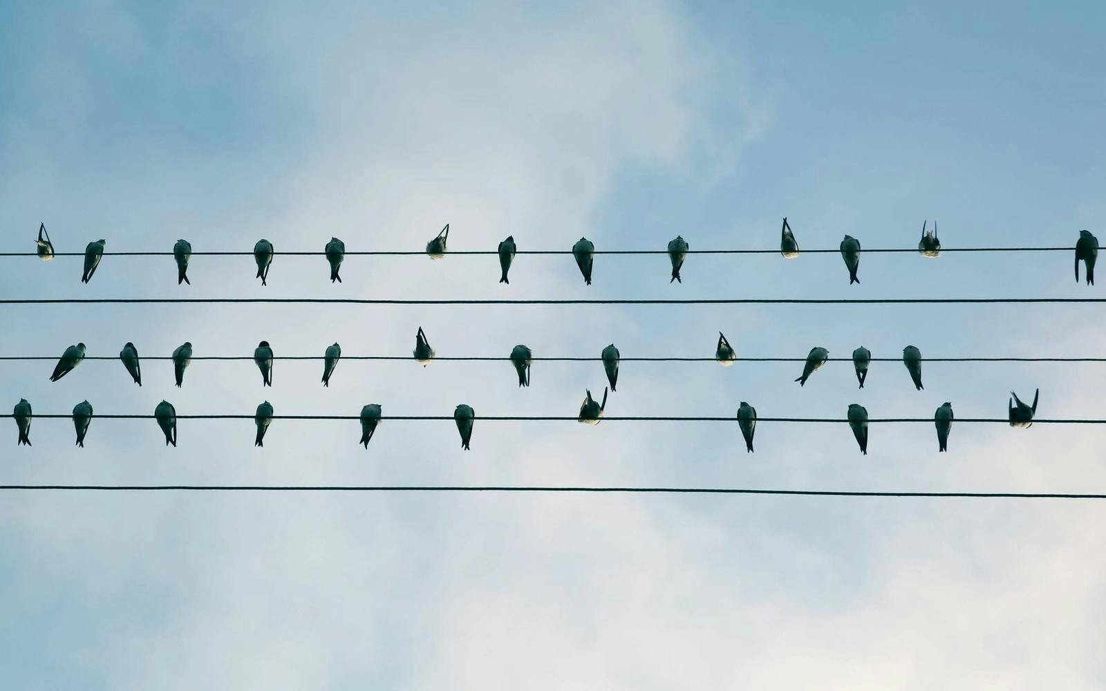 Fugler på strømkabler som speider utover